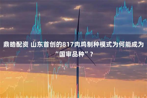 鼎皓配资 山东首创的817肉鸡制种模式为何能成为“国审品种”？